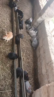 Rabbits on special for 2025