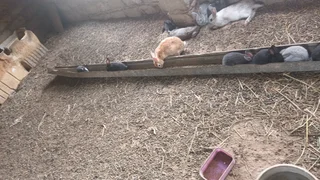 Rabbits on special for 2025