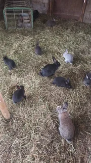 Rabbits on special for 2025