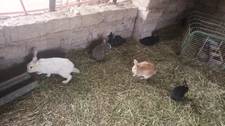 Rabbits on special for 2025