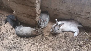 Rabbits on special for 2025