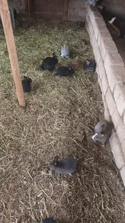 Rabbits on special for 2025