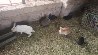 Rabbits on special for 2025