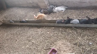 Rabbits on special for 2025