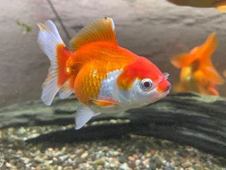 Ranchu and Oranda Goldfish for sale