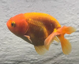 Ranchu and Oranda Goldfish for sale