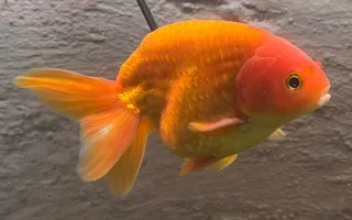 Ranchu and Oranda Goldfish for sale