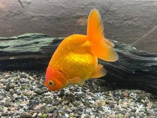 Ranchu and Oranda Goldfish for sale