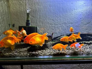 Ranchu and Oranda Goldfish for sale
