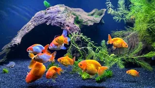 Ranchu and Oranda Goldfish for sale