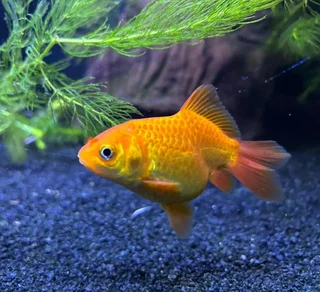 Ranchu and Oranda Goldfish for sale