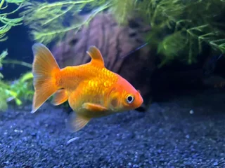 Ranchu and Oranda Goldfish for sale