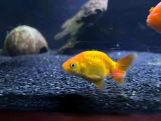 Ranchu and Oranda Goldfish for sale