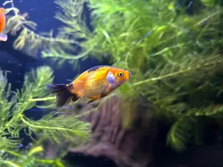Ranchu and Oranda Goldfish for sale