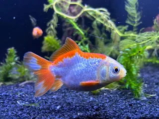 Ranchu and Oranda Goldfish for sale