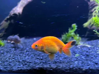 Ranchu and Oranda Goldfish for sale