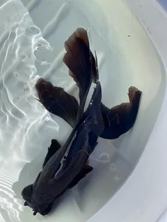 Black Moor Goldfish for sale