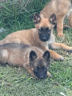 Malinois German Shepherd puppies
