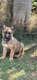 Malinois German Shepherd puppies