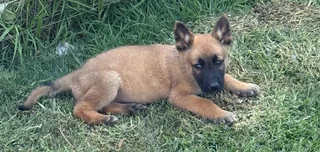 Malinois German Shepherd puppies