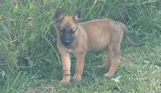 Malinois German Shepherd puppies