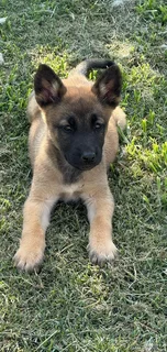 Malinois German Shepherd puppies