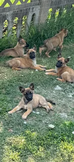 Malinois German Shepherd puppies