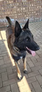 Malinois German Shepherd puppies