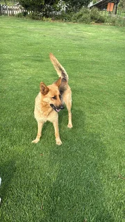 Malinois German Shepherd puppies