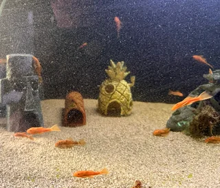 Super Red Bristle nose