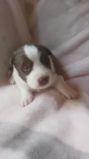 Pure bred Chocolate and white border collies