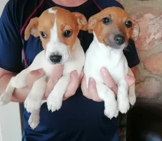 Purebred Jack Russell Puppies For Sale