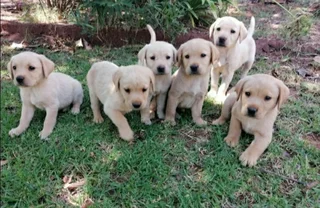 Golden Labrador Puppies For Sale
