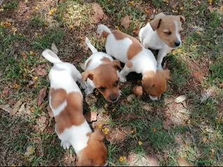Purebred Jack Russell Puppies For Sale