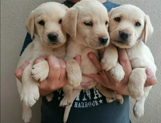 Purebred Golden Labrador Puppies For Sale