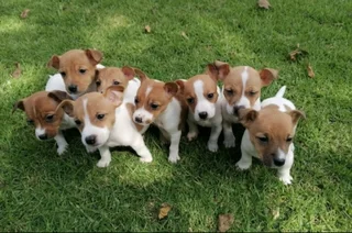 Purebred Jack Russell Puppies For Sale