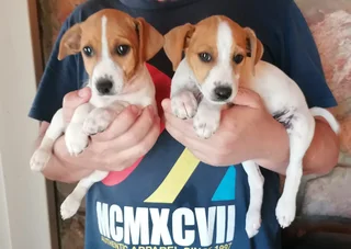 Purebred Jack Russell Puppies For Sale