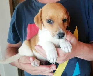 Purebred Wired Hair Jack Russell Male Puppy For Sale