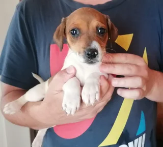 Purebred Tri-Color Jack Russell Female Puppy For Sale