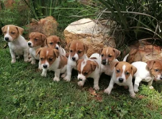 Purebred Jack Russell Puppies For Sale