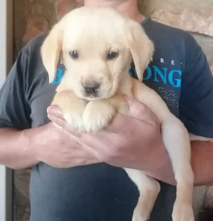Purebred Labrador Female Puppy For Sale