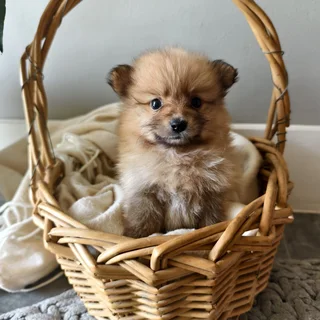 Toypom puppies