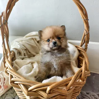 Toypom puppies