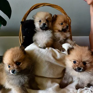 Toypom puppies