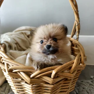 Toypom puppies