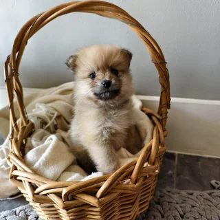 Toypom puppies