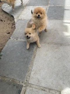 Pomerainian puppies