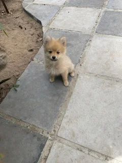 Pomerainian puppies