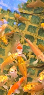 High quality Japanese koi