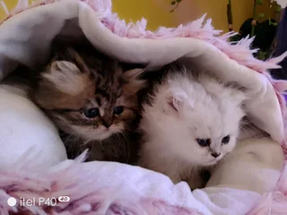 Persian chinchillas kittens